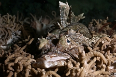 Raja Ampat 2016 - Cymbacephalus beauforti - Crocodile flathead - Poisson crocodile de Beaufort - IMG_4557_rc